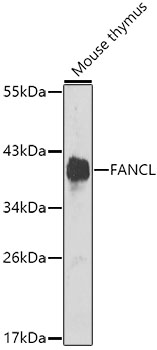 Anti-FANCL Antibody