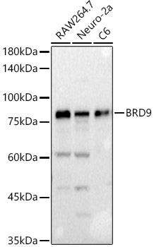 Anti-BRD9 Antibody