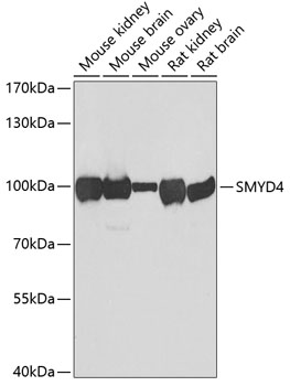 Anti-SMYD4 Antibody