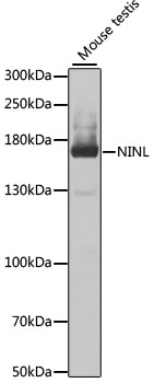 Anti-NINL Antibody