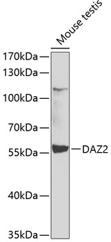 Anti-DAZ2 Antibody