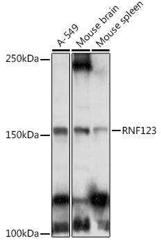 Anti-RNF123 Antibody