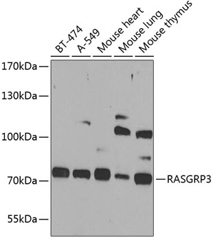 Anti-RASGRP3 Antibody
