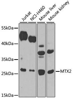 Anti-MTX2 Antibody
