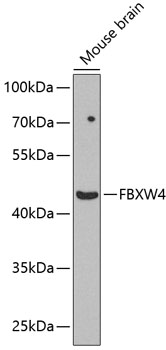 Anti-FBXW4 Antibody