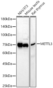 Anti-METTL3 Antibody