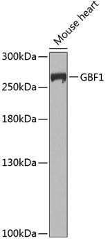 Anti-GBF1 Antibody