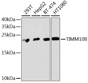 Anti-TIMM10B Antibody