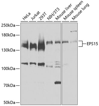 Anti-EPS15 Antibody