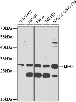 Anti-eIF4H Antibody