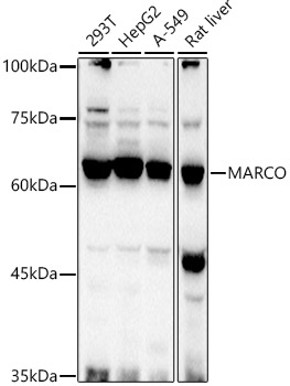 Anti-MARCO Antibody
