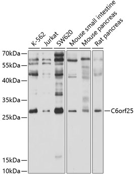 Anti-MPIG6B Antibody