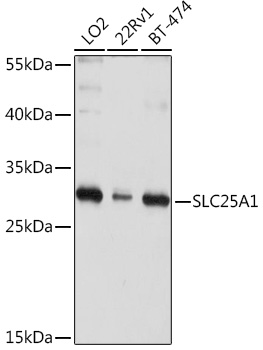 Anti-Slc25a1 Antibody