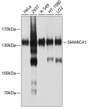 Anti-SNF2L Antibody