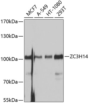 Anti-ZC3H14 Antibody