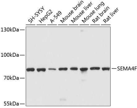 Anti-SEMA4F Antibody