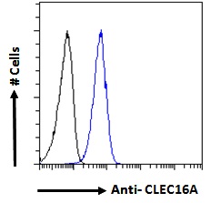 Anti-CLEC16A Antibody Anti-CLEC16A Antibody
