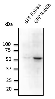 Anti-RAB8B Antibody