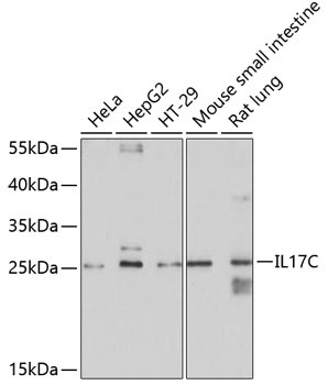 Anti-IL-17C Antibody