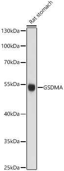 Anti-GSDMA Antibody