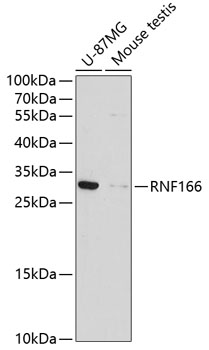 Anti-RNF166 Antibody