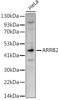 Anti-Beta Arrestin 2 Antibody