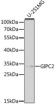 Anti-GIPC2 Antibody