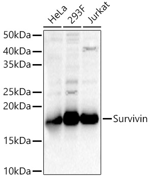 Anti-Survivin Antibody - Identical to Abcam (ab186862)