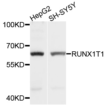 Anti-RUNX1T1 Antibody