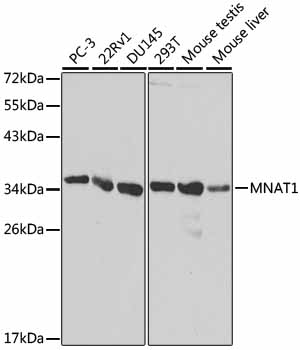 Anti-MNAT1 Antibody - Identical to Abcam (ab175398)