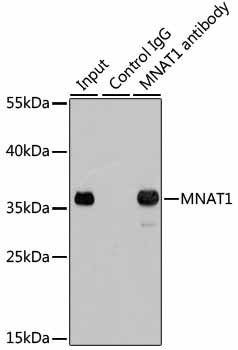Anti-MNAT1 Antibody - Identical to Abcam (ab175398) Anti-MNAT1 Antibody - Identical to Abcam (ab175398)