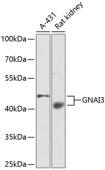 Anti-GNAI3 Antibody