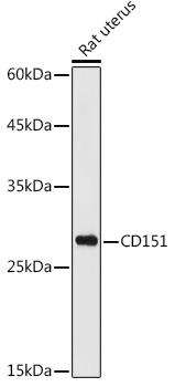 Anti-CD151 Antibody