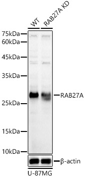 Anti-RAB27A Antibody