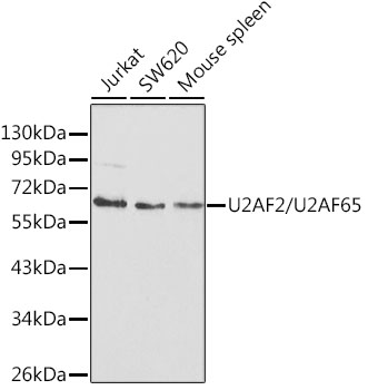 Anti-U2AF65 Antibody