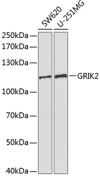 Anti-GRIK2 / GluK2 Antibody