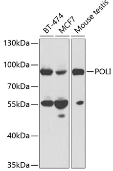 Anti-DNA Polymerase iota Antibody