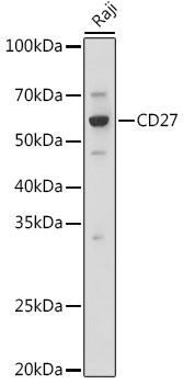 Anti-CD27 Antibody - Identical to Abcam (ab175403)