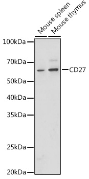 Anti-CD27 Antibody - Identical to Abcam (ab175403) Anti-CD27 Antibody - Identical to Abcam (ab175403)