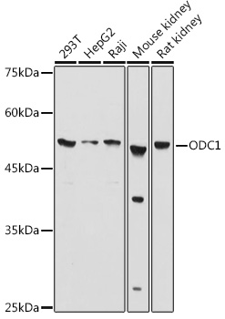 Anti-Ornithine Decarboxylase / ODC Antibody