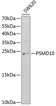 Anti-PSMD10 Antibody
