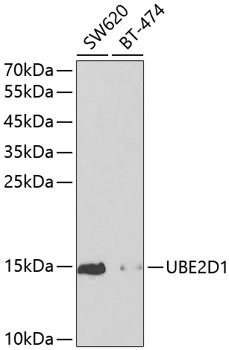Anti-SFT Antibody