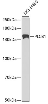 Anti-Phospholipase C beta 1 / PLCB1 Antibody - Identical to Abcam (ab185724)