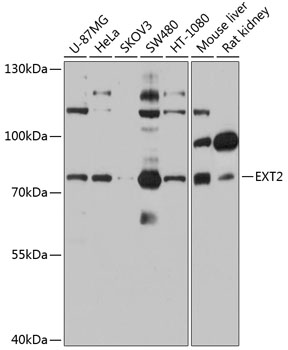 Anti-Ext2 Antibody