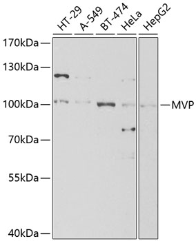 Anti-MVP Antibody