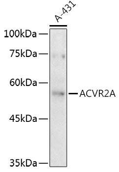 Anti-Activin Receptor Type IIA / ACVR2A Antibody