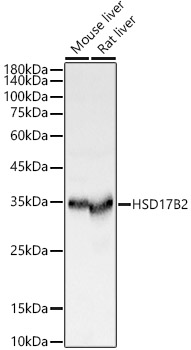 Anti-HSD17B2 Antibody - Identical to Abcam (ab196784)