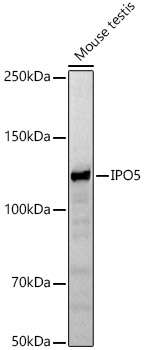 Anti-IPO5 Antibody - Identical to Abcam (ab187175) Anti-IPO5 Antibody - Identical to Abcam (ab187175)