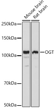 Anti-OGT / O-Linked N-Acetylglucosamine Transferase Antibody - Identical to Abcam (ab185813)