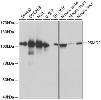 Anti-Proteasome 26S S2 / PSMD2 Antibody - Identical to Abcam (ab197054)